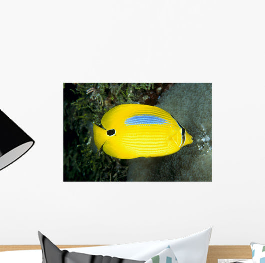 Australia, Bluespot Butterflyfish B1926 Wall Mural