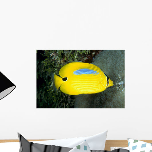 Australia, Bluespot Butterflyfish B1926 Wall Mural