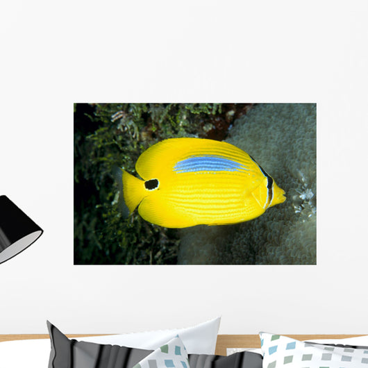 Australia, Bluespot Butterflyfish B1926 Wall Mural