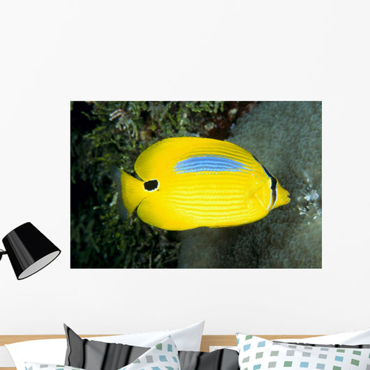Australia, Bluespot Butterflyfish B1926 Wall Mural