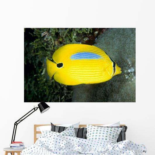 Australia, Bluespot Butterflyfish B1926 Wall Mural