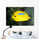 Australia, Bluespot Butterflyfish B1926 Wall Mural