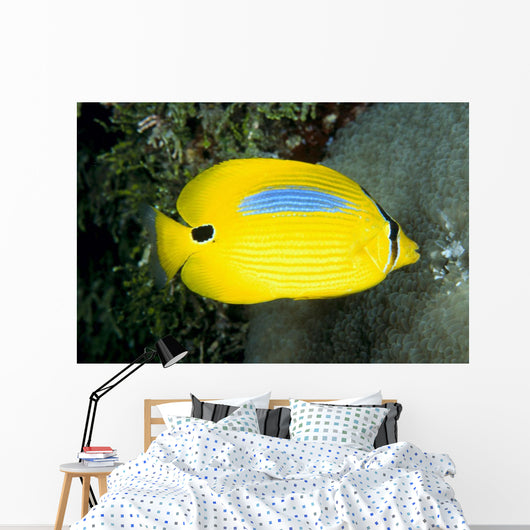 Australia, Bluespot Butterflyfish B1926 Wall Mural