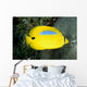 Australia, Bluespot Butterflyfish B1926 Wall Mural