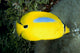 Australia, Bluespot Butterflyfish B1926 Wall Mural