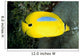 Australia, Bluespot Butterflyfish B1926 Wall Mural