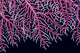 Papua New Guinea, Lace Coral Close-Up B1921 Wall Mural