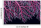 Papua New Guinea, Lace Coral Close-Up B1921 Wall Mural