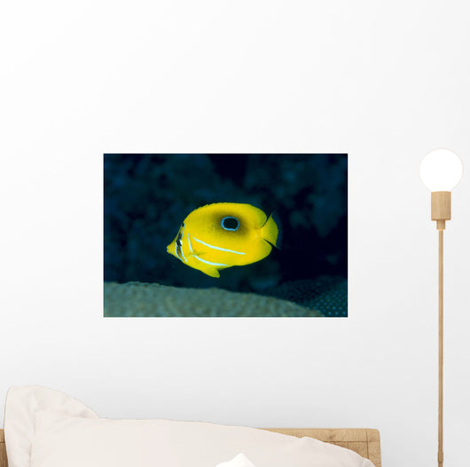 Micronesia, Bennett's Butterflyfish B1954 Wall Mural