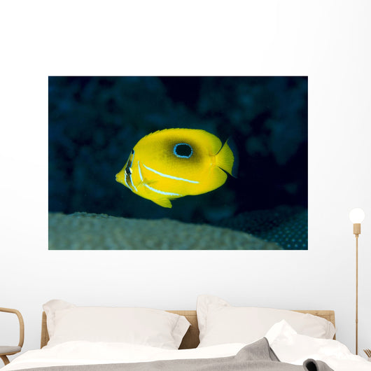 Micronesia, Bennett's Butterflyfish B1954 Wall Mural