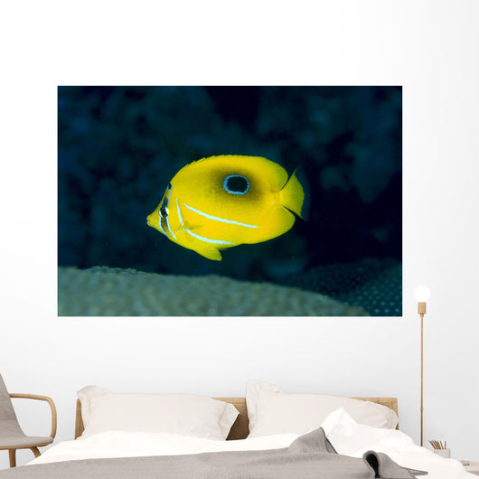 Micronesia, Bennett's Butterflyfish B1954 Wall Mural