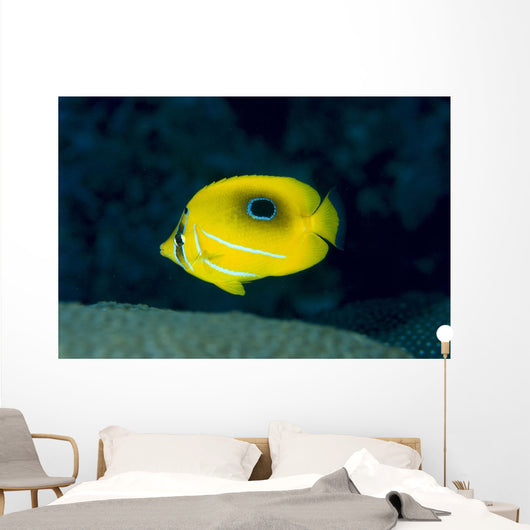 Micronesia, Bennett's Butterflyfish B1954 Wall Mural