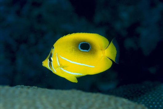 Micronesia, Bennett's Butterflyfish B1954 Wall Mural