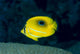 Micronesia, Bennett's Butterflyfish B1954 Wall Mural