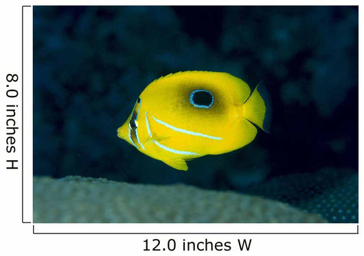 Micronesia, Bennett's Butterflyfish B1954 Wall Mural