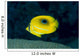 Micronesia, Bennett's Butterflyfish B1954 Wall Mural
