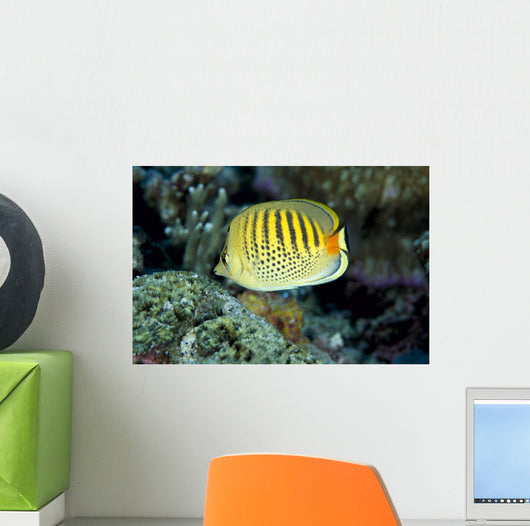 Micronesia, Spot-Banded Butterflyfish B1968 Wall Mural