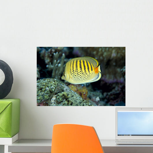 Micronesia, Spot-Banded Butterflyfish B1968 Wall Mural
