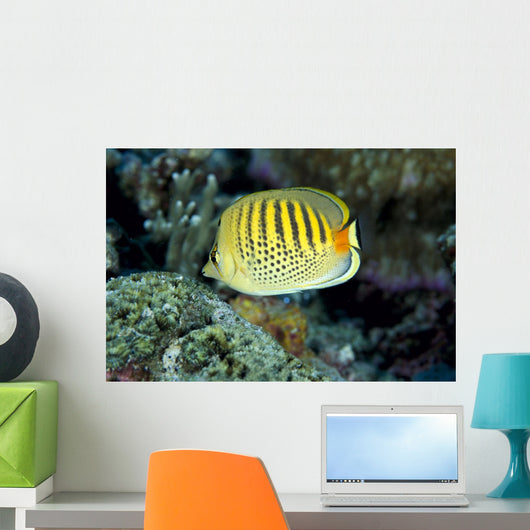 Micronesia, Spot-Banded Butterflyfish B1968 Wall Mural