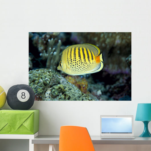 Micronesia, Spot-Banded Butterflyfish B1968 Wall Mural