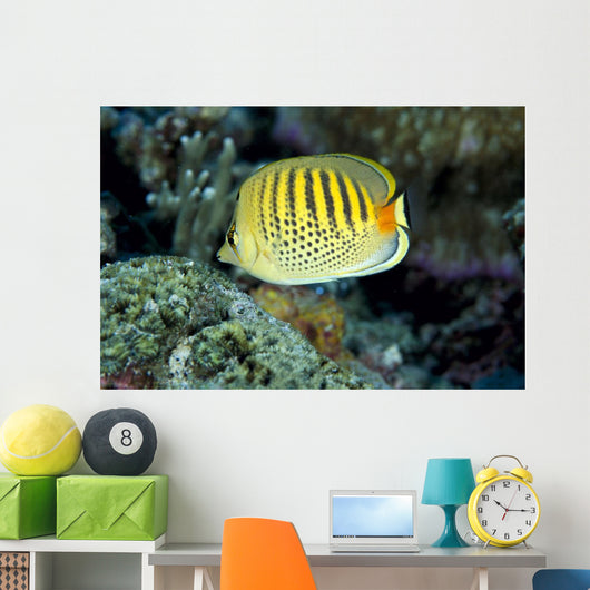 Micronesia, Spot-Banded Butterflyfish B1968 Wall Mural
