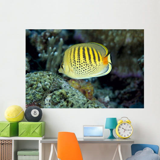 Micronesia, Spot-Banded Butterflyfish B1968 Wall Mural