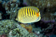 Micronesia, Spot-Banded Butterflyfish B1968 Wall Mural