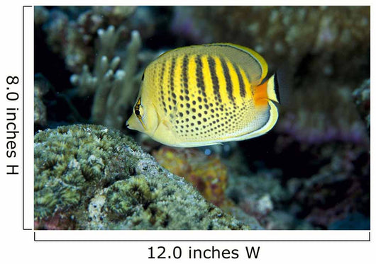 Micronesia, Spot-Banded Butterflyfish B1968 Wall Mural