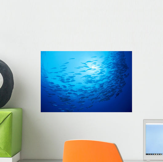 Mexico, Schooling Big Eye Jacks With Sunburst B1927 Wall Mural