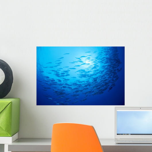 Mexico, Schooling Big Eye Jacks With Sunburst B1927 Wall Mural