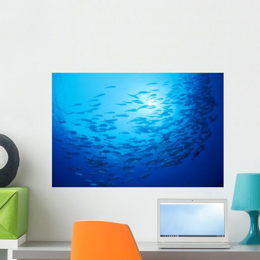 Mexico, Schooling Big Eye Jacks With Sunburst B1927 Wall Mural