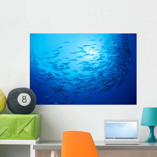 Mexico, Schooling Big Eye Jacks With Sunburst B1927 Wall Mural