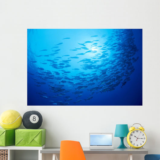 Mexico, Schooling Big Eye Jacks With Sunburst B1927 Wall Mural