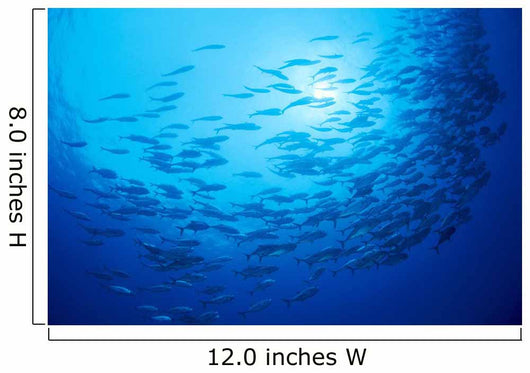 Mexico, Schooling Big Eye Jacks With Sunburst B1927 Wall Mural