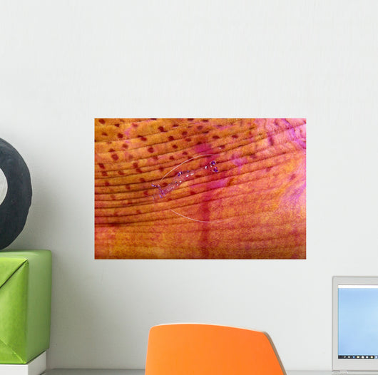 Indonesia, Shrimp On An Anemone B1940 Wall Mural