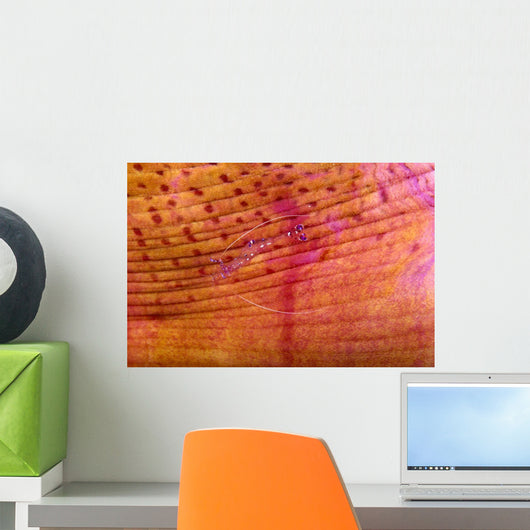 Indonesia, Shrimp On An Anemone B1940 Wall Mural