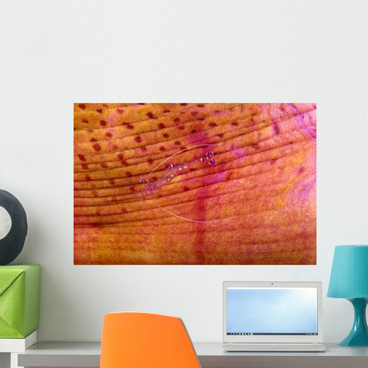 Indonesia, Shrimp On An Anemone B1940 Wall Mural