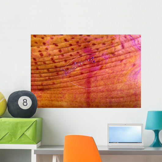 Indonesia, Shrimp On An Anemone B1940 Wall Mural