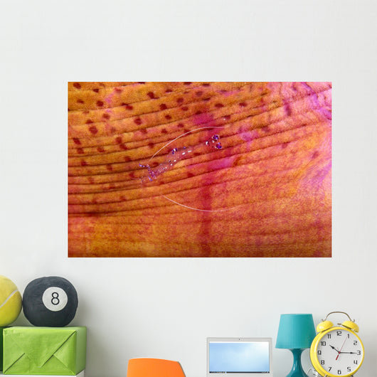 Indonesia, Shrimp On An Anemone B1940 Wall Mural