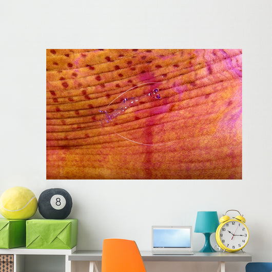 Indonesia, Shrimp On An Anemone B1940 Wall Mural