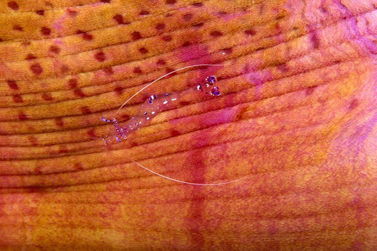 Indonesia, Shrimp On An Anemone B1940 Wall Mural