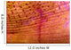 Indonesia, Shrimp On An Anemone B1940 Wall Mural