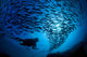 Galapagos Islands, Diver And School Black Striped Salema Endemic B1306 Wall Mural
