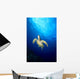 Hawaii, Green Sea Turtle Swims Toward Surface B1918 Wall Mural