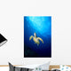 Hawaii, Green Sea Turtle Swims Toward Surface B1918 Wall Mural