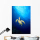 Hawaii, Green Sea Turtle Swims Toward Surface B1918 Wall Mural