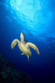 Hawaii, Green Sea Turtle Swims Toward Surface B1918 Wall Mural