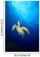 Hawaii, Green Sea Turtle Swims Toward Surface B1918 Wall Mural