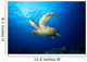 Hawaii, Green Sea Turtle Swims Near Surface B1942 Wall Mural