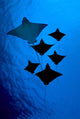 [Dc] Galapagos, Six Spotted Eagle Rays View From Below B1924 Wall Mural
